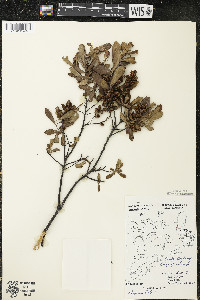 Myrica gale image