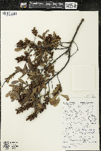 Myrica gale image