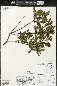 Myrica gale image