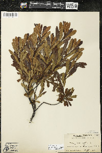 Myrica gale image