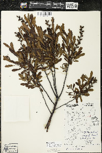 Myrica gale image