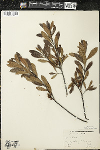 Myrica gale image