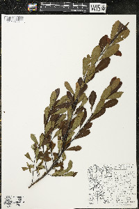 Myrica gale image