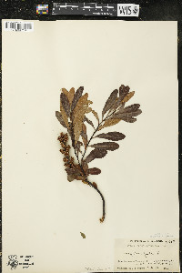 Myrica gale image