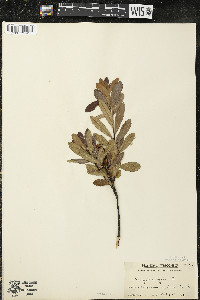 Myrica gale image