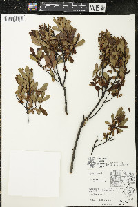 Myrica gale image