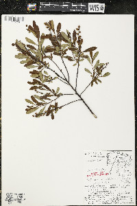 Myrica gale image