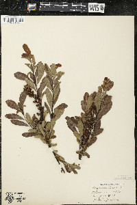 Myrica gale image