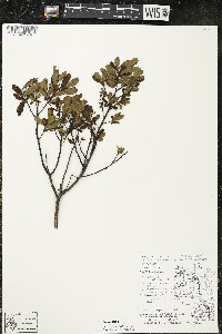 Myrica gale image