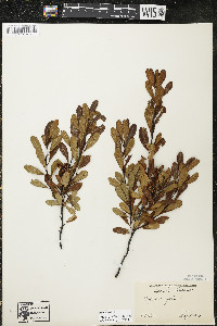 Myrica gale image