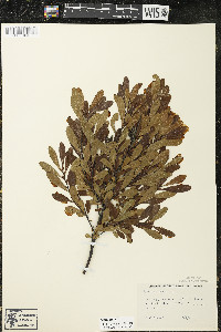 Myrica gale image