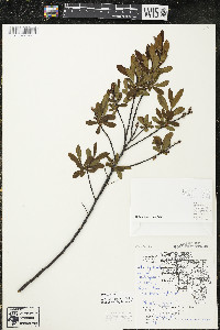 Myrica gale image