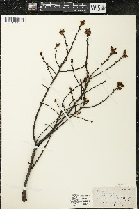 Myrica gale image