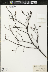 Myrica gale image