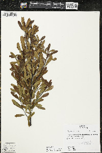 Myrica gale image
