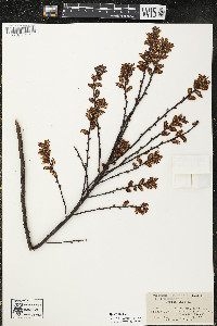 Myrica gale image