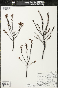 Myrica gale image