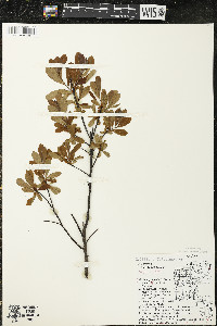 Myrica gale image