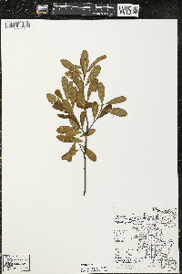 Myrica gale image