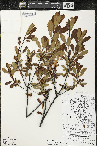 Myrica gale image