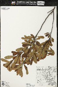 Myrica gale image