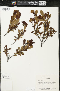 Myrica gale image