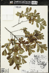 Myrica gale image
