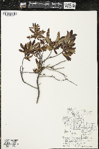 Myrica gale image