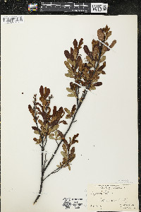 Myrica gale image