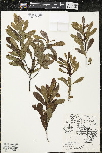 Myrica gale image