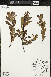 Myrica gale image