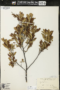 Myrica gale image