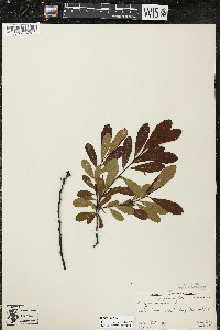 Myrica gale image