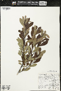 Myrica gale image