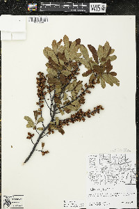 Myrica gale image