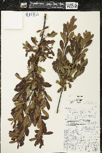 Myrica gale image