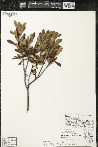Myrica gale image