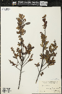 Myrica gale image