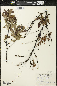 Myrica gale image