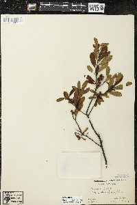 Myrica gale image