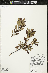Myrica gale image