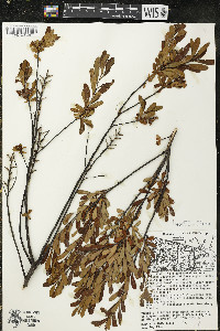 Myrica gale image