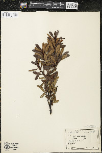 Myrica gale image