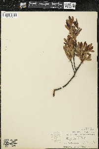 Myrica gale image