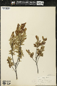Myrica gale image