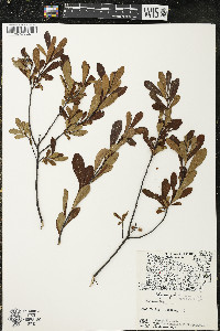 Myrica gale image