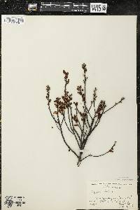 Myrica gale image