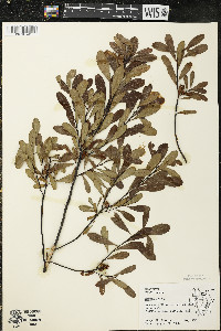 Myrica gale image