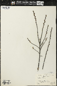 Myrica gale image