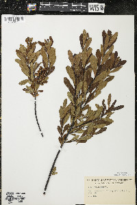 Myrica gale image
